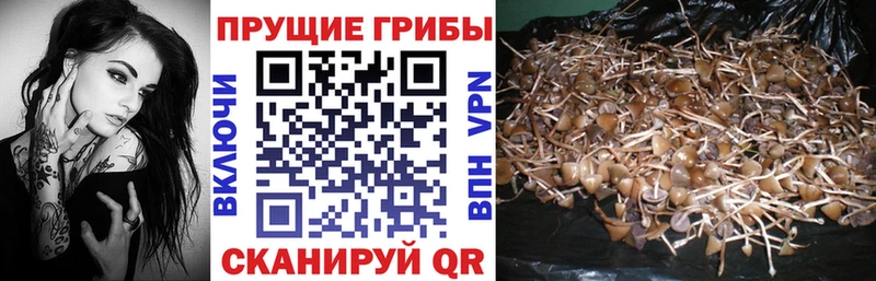 Галлюциногенные грибы Psilocybine cubensis  Знаменск 