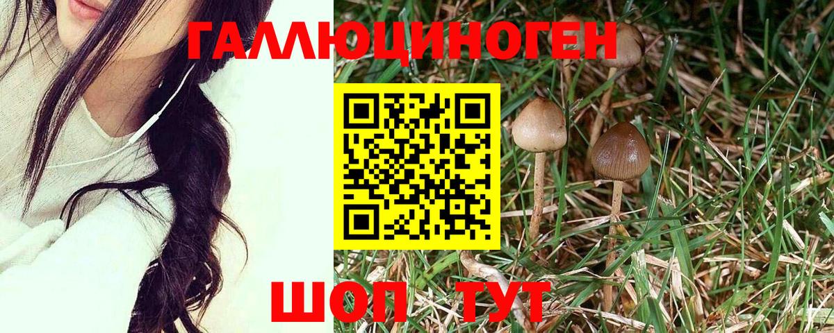 Псилоцибиновые грибы прущие грибы Знаменск